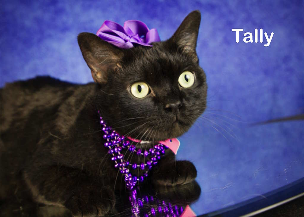 Tally, Adoptable, Adult Female Domestic Short Hair.