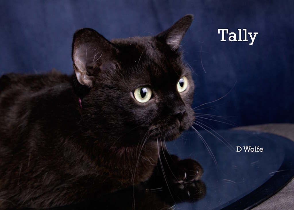 Tally, a Adoptable Domestic Short Hair in York, NE image 2/5