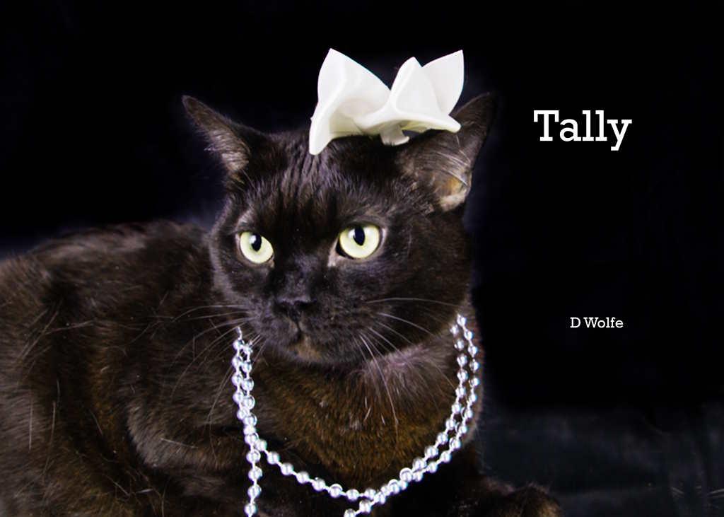 Tally, Adoptable, Adult Female Domestic Short Hair.