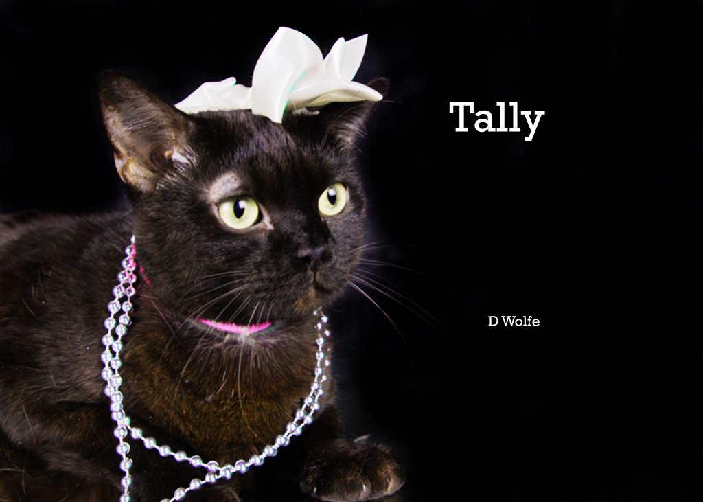 Tally, a Adoptable Domestic Short Hair in York, NE image 2/6