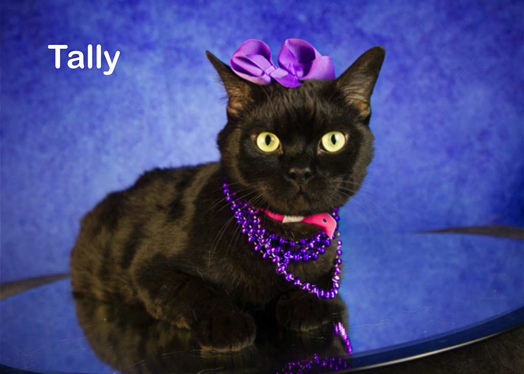 Enlarge Tally, a Adoptable Domestic Short Hair in York, NE image 2/3