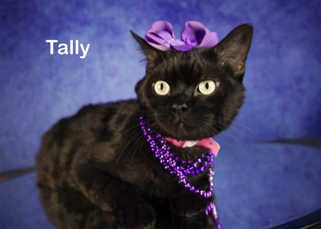 Enlarge Tally, a Adoptable Domestic Short Hair in York, NE image 3/3