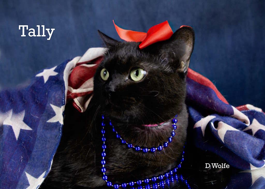 Tally, a Adoptable Domestic Short Hair in York, NE image 3/5