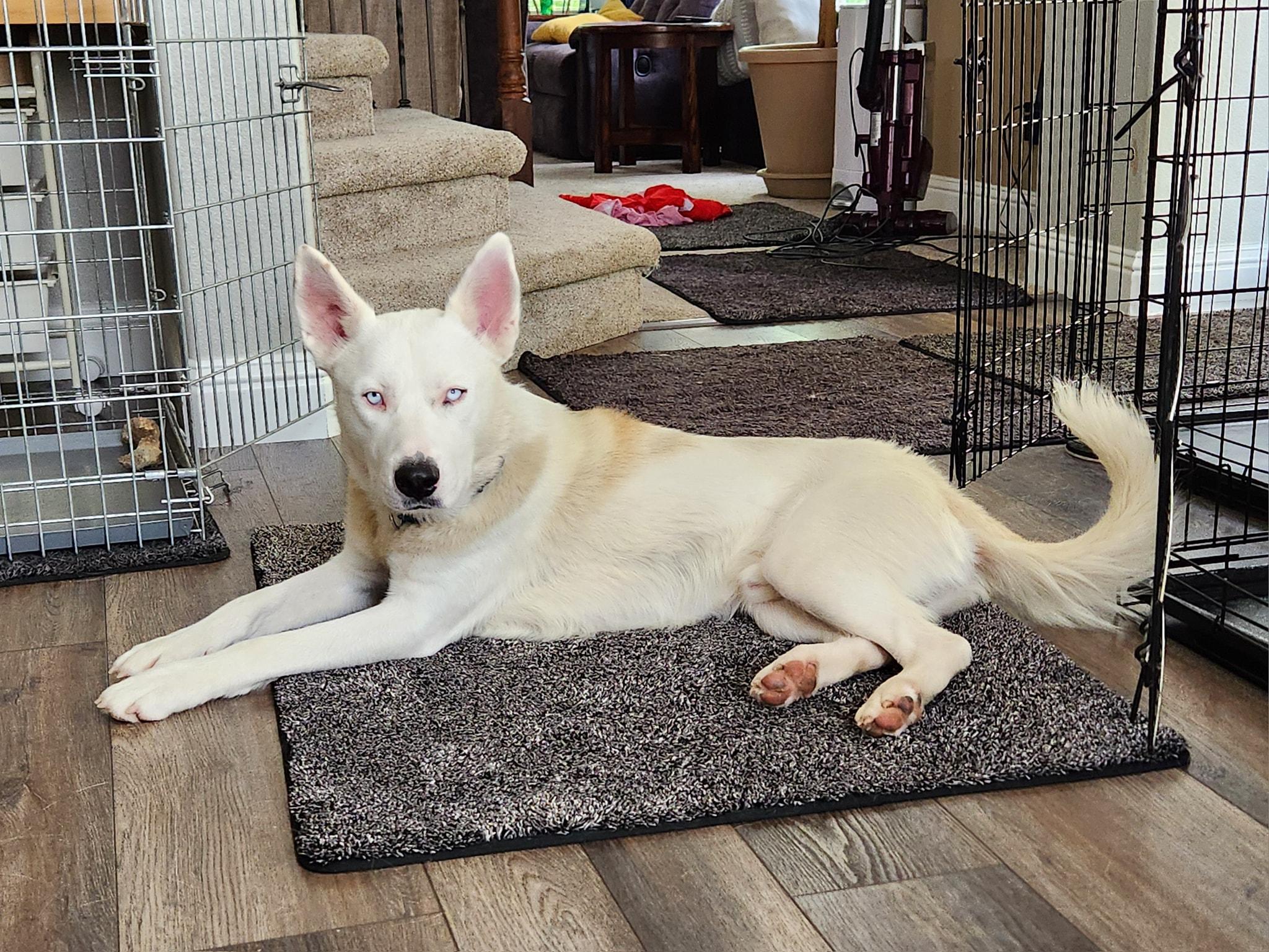 Elmer, Adopted, Young Male Siberian Husky & White German Shepherd.