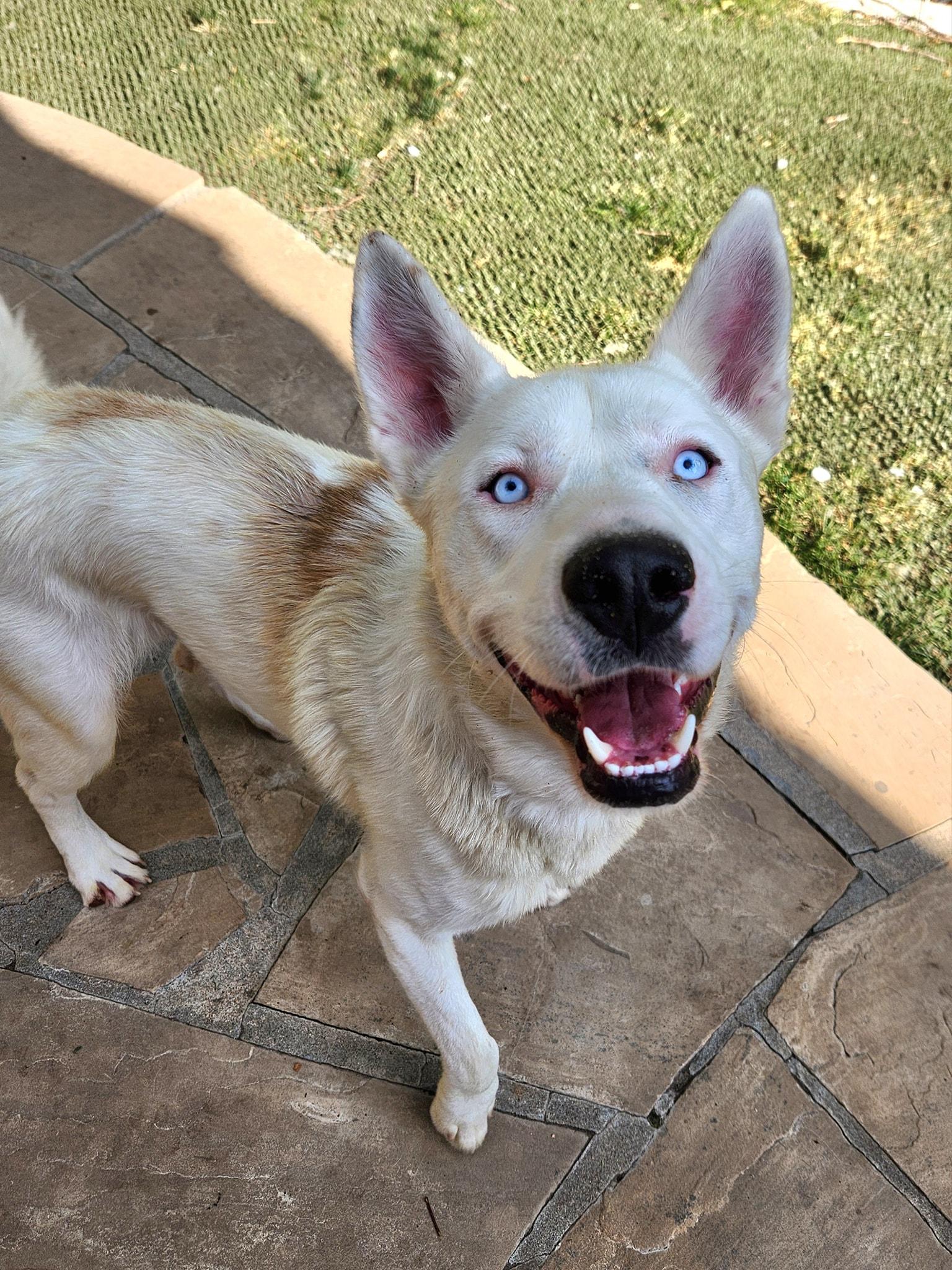 Elmer, a Adopted mixed breed in Denver, CO image 2/4