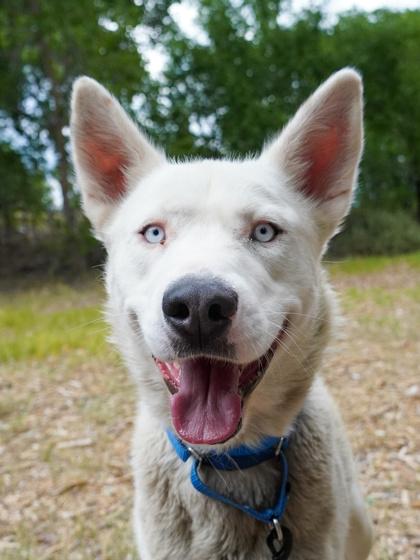 Elmer, a Adopted mixed breed in Denver, CO image 3/4