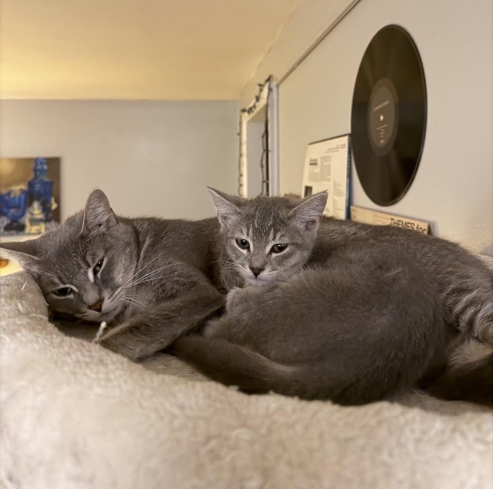 Enlarge Iris (Loves her mom Momma Bluebelle), a Adoptable Domestic Short Hair in Cortland, NY image 4/6