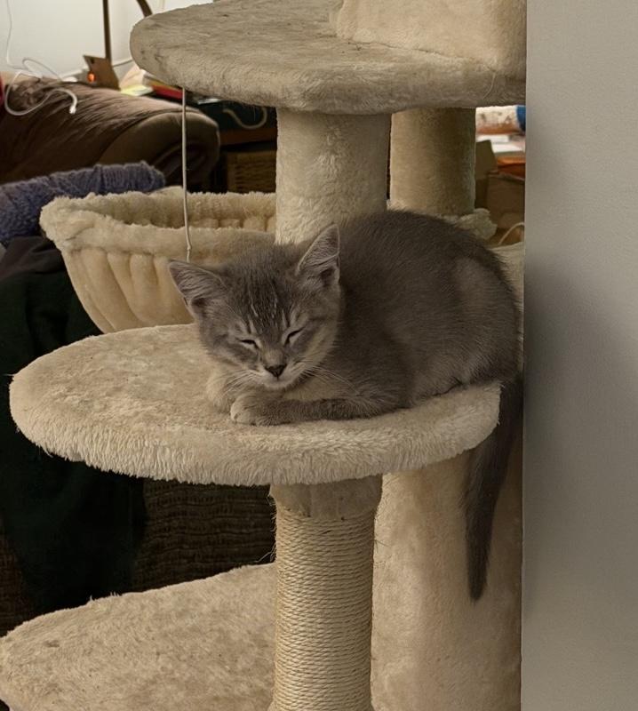 Enlarge Iris (Loves her mom Momma Bluebelle), a Adoptable Domestic Short Hair in Cortland, NY image 1/6