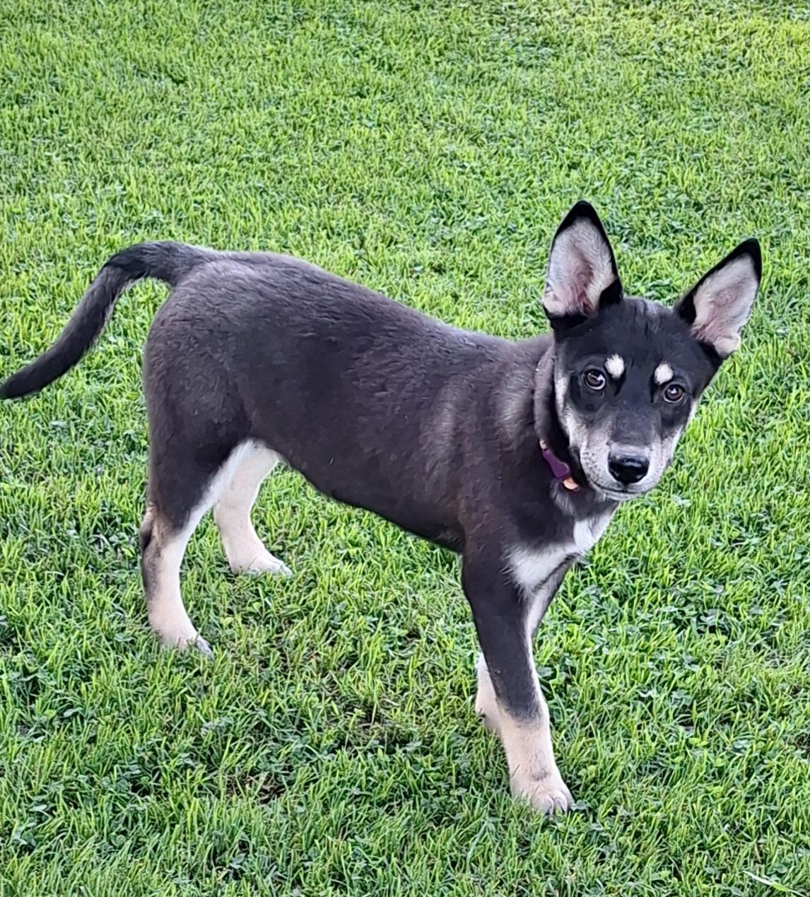 Matty, a Adoptable mixed breed in Stanton, KY image 5/6