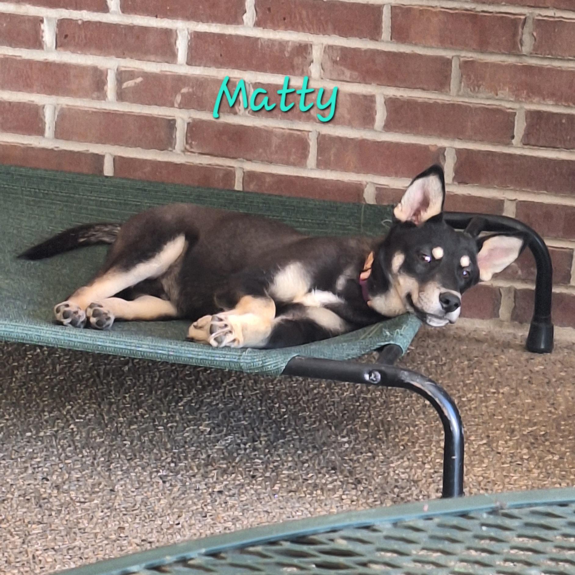 Matty, a Adoptable mixed breed in Stanton, KY image 3/6
