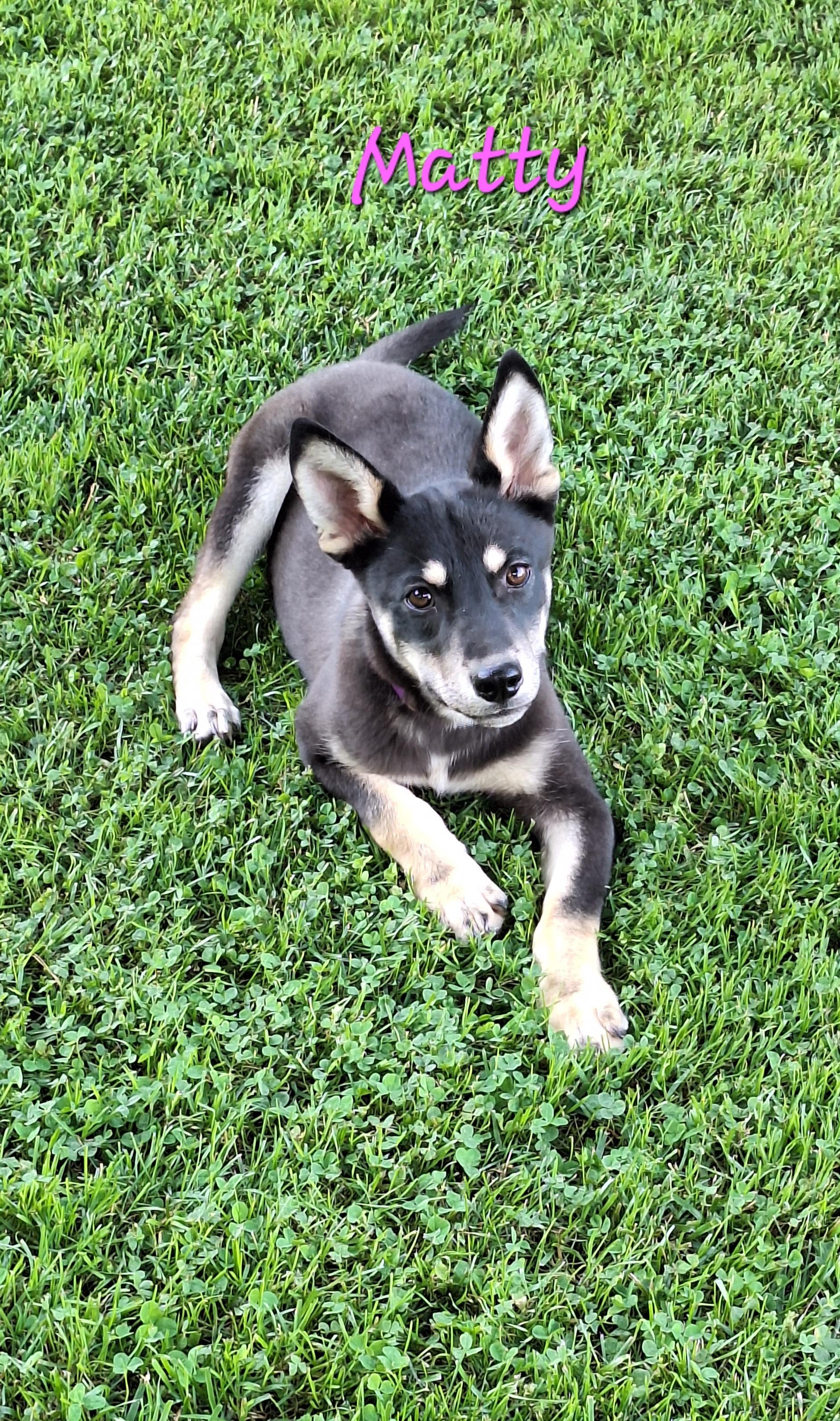 Matty, Adoptable, Puppy Male Carolina Dog & Australian Kelpie.