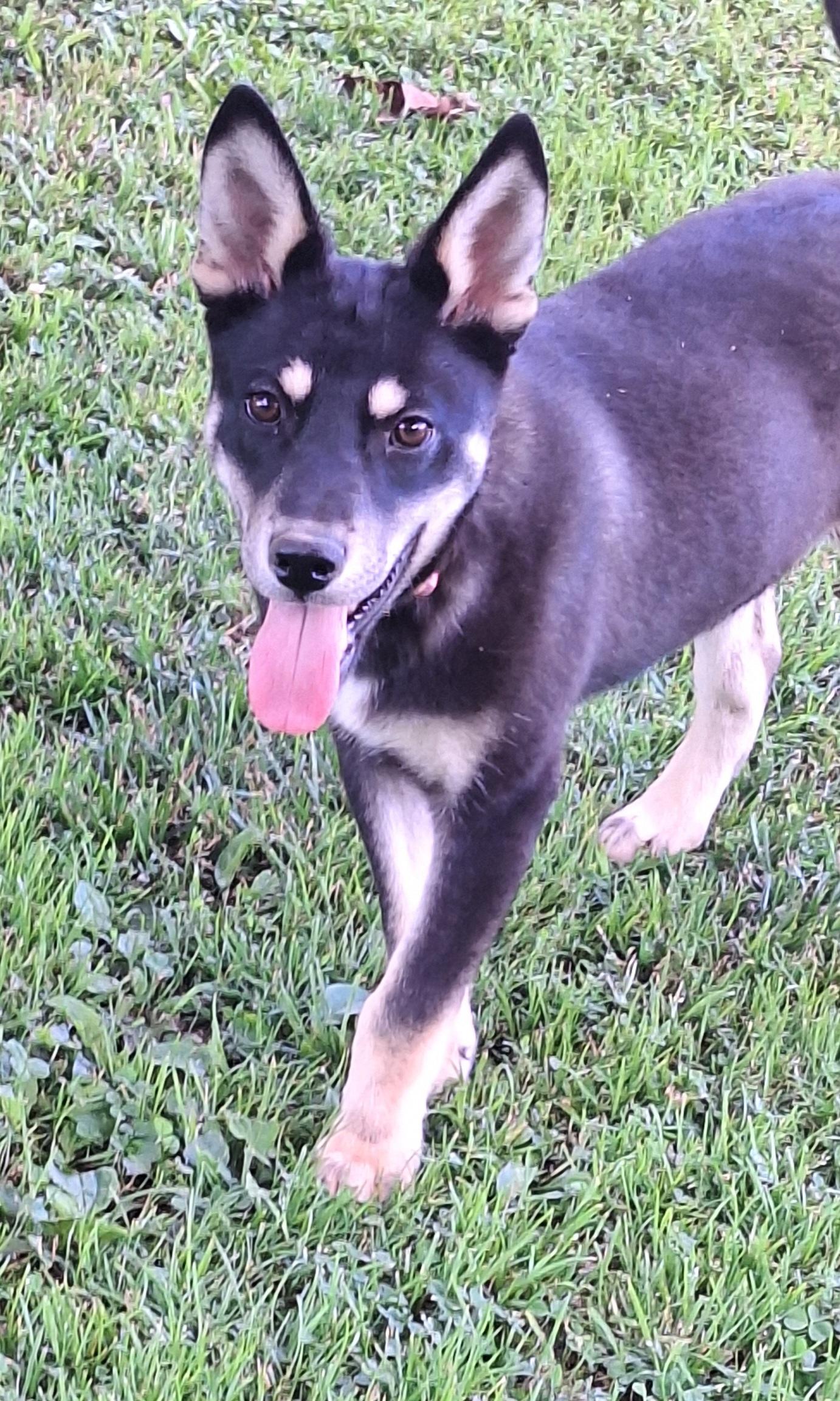 Matty, a Adoptable mixed breed in Stanton, KY image 2/6