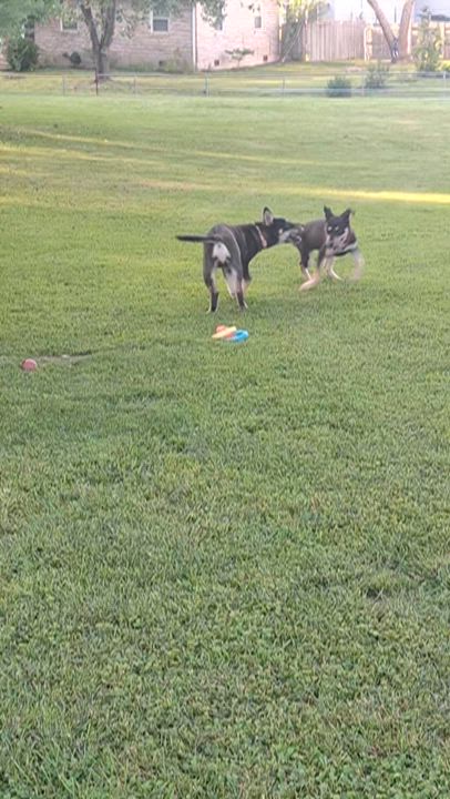 Enlarge Matty, a Adoptable mixed breed in Stanton, KY video 6/6