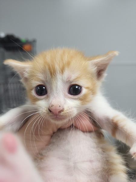 Aj, Adoptable, Kitten Male Domestic Short Hair.