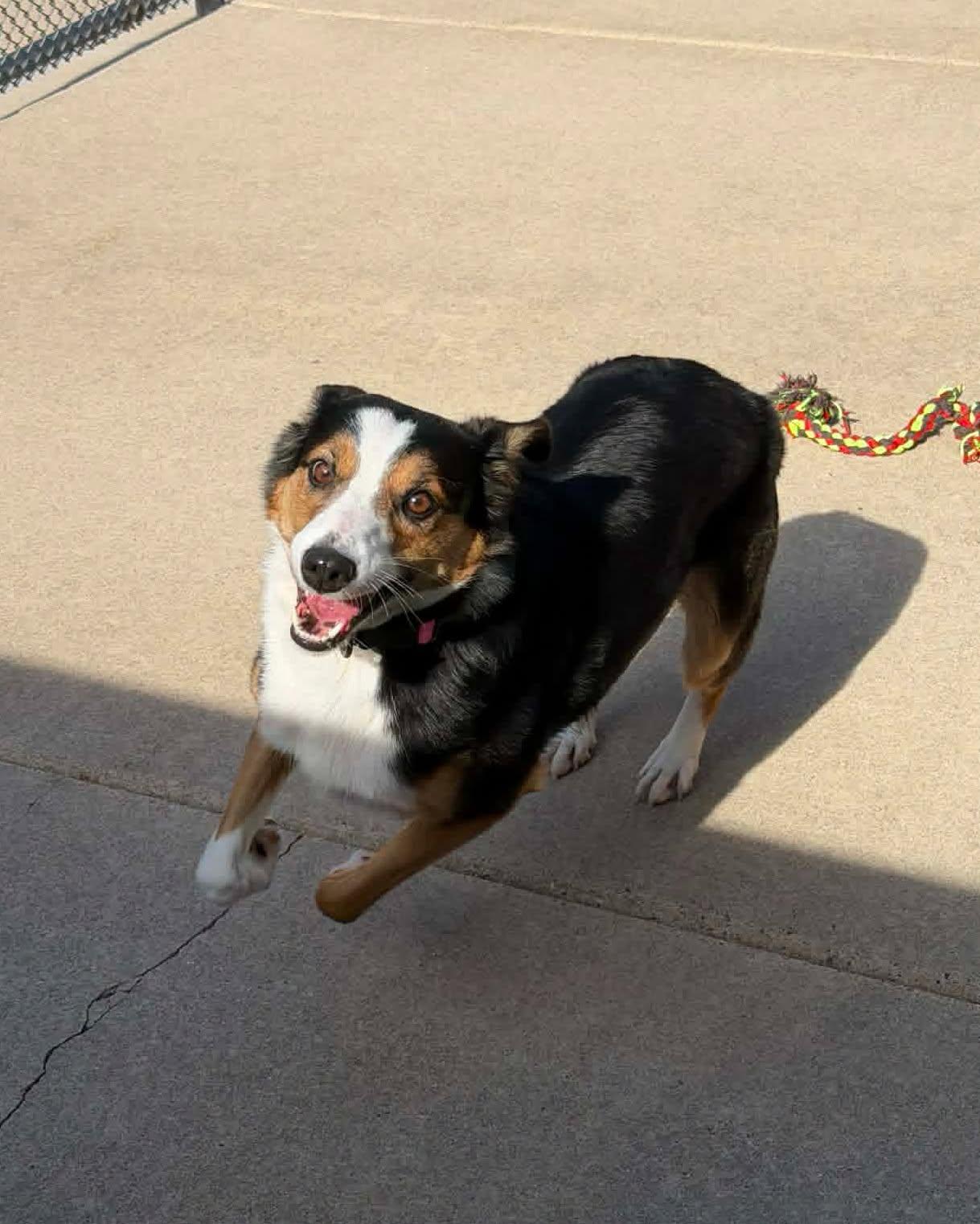 Enlarge Artemis, a ADOPTABLE mixed breed in Fremont, MI image 3/3
