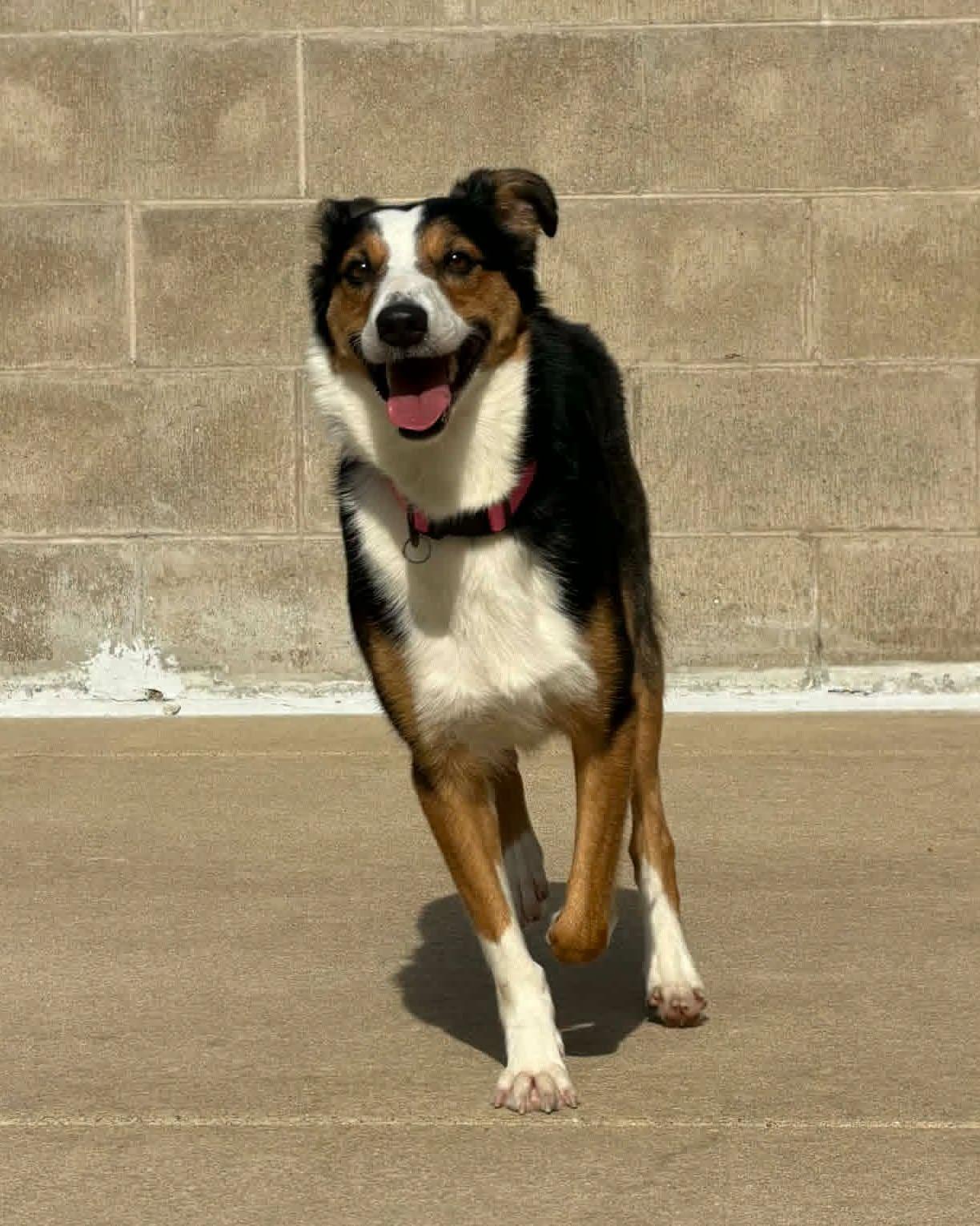 Enlarge Artemis, a ADOPTABLE mixed breed in Fremont, MI image 1/3