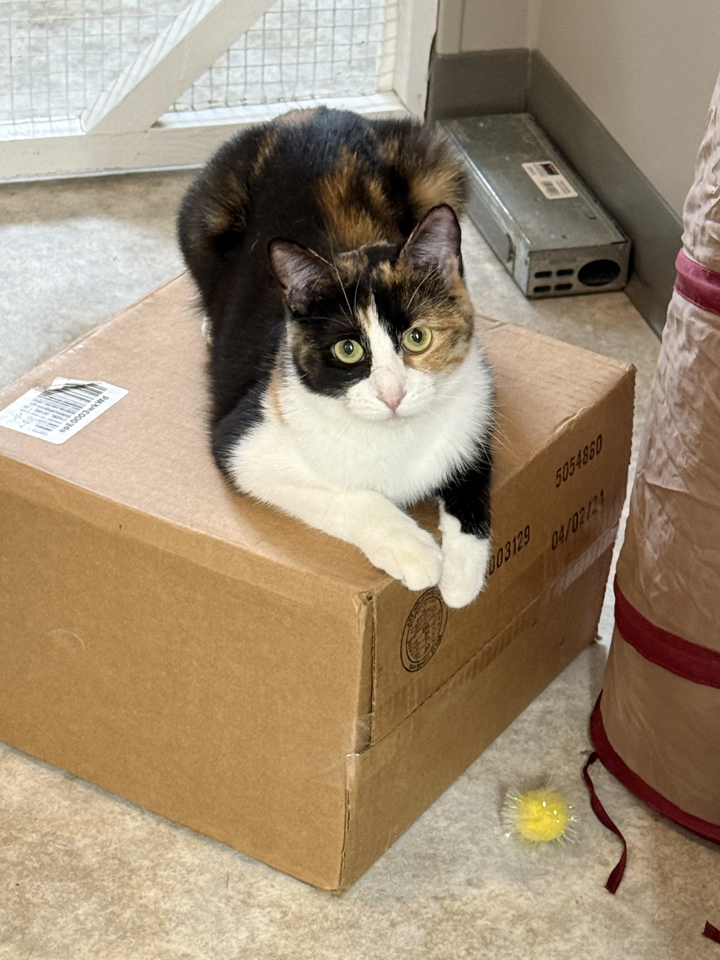 Janis, an adoptable Calico in Jamestown, ND, 58402 | Photo Image 1