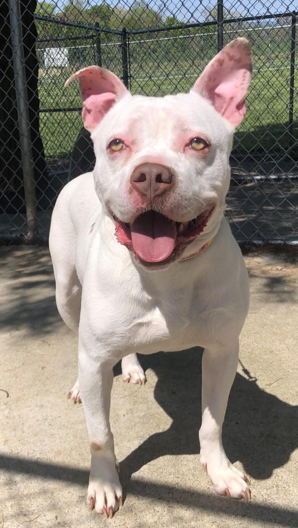 Lilah, Adoptable, Adult Female Pit Bull Terrier.