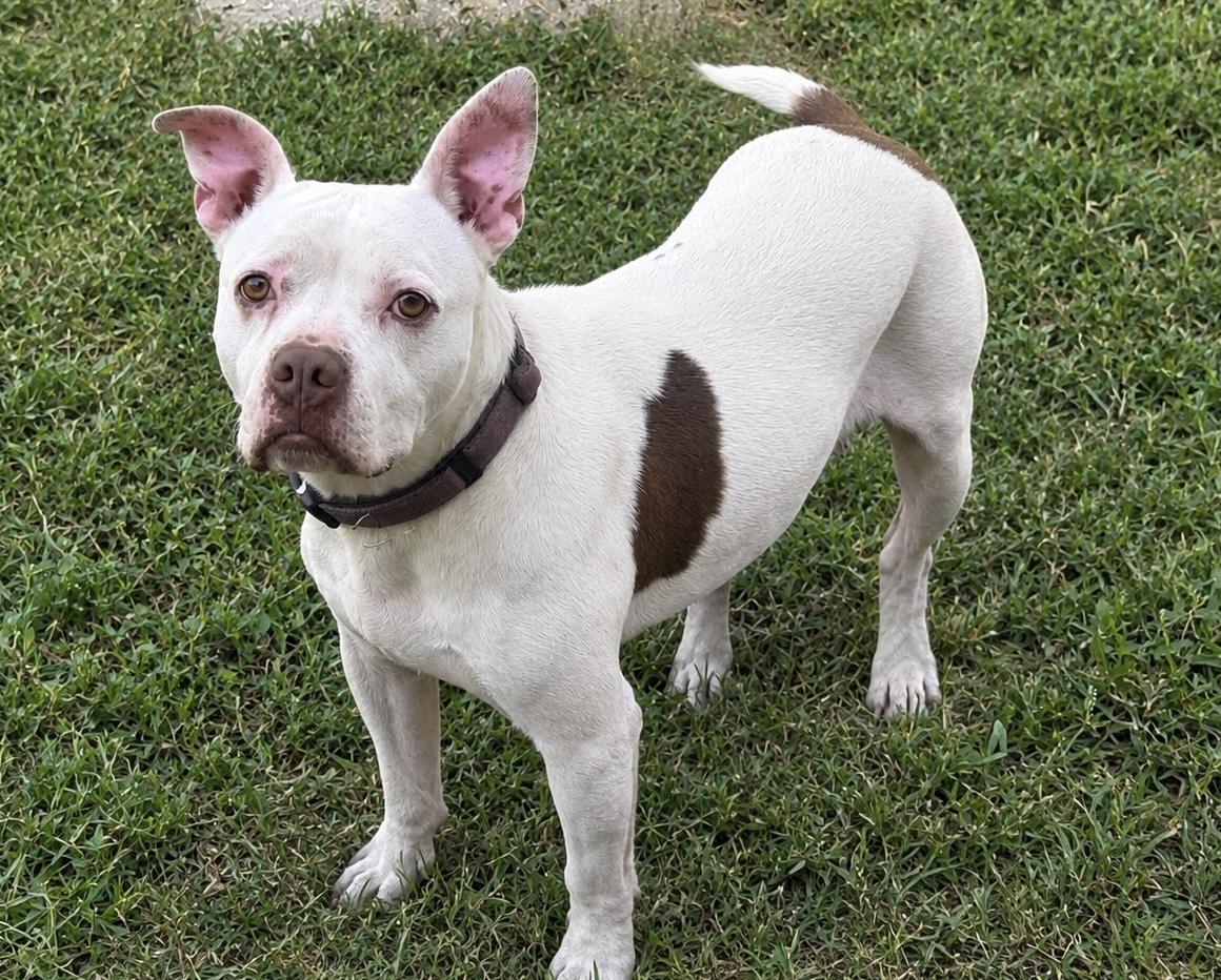 Lilah, Adoptable, Adult Female Pit Bull Terrier.
