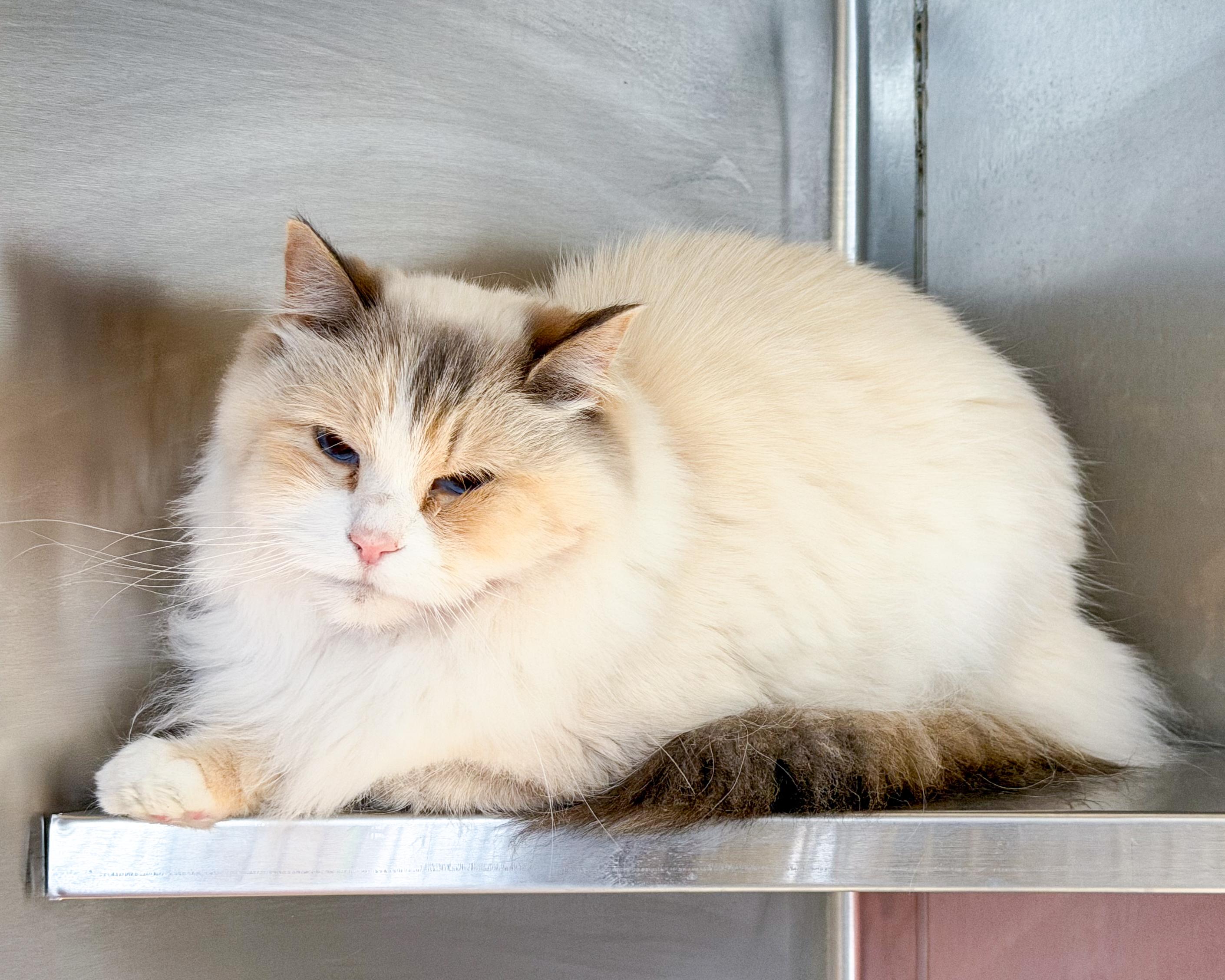 Enlarge Skye, a Adoptable mixed breed in Scituate, MA image 2/3