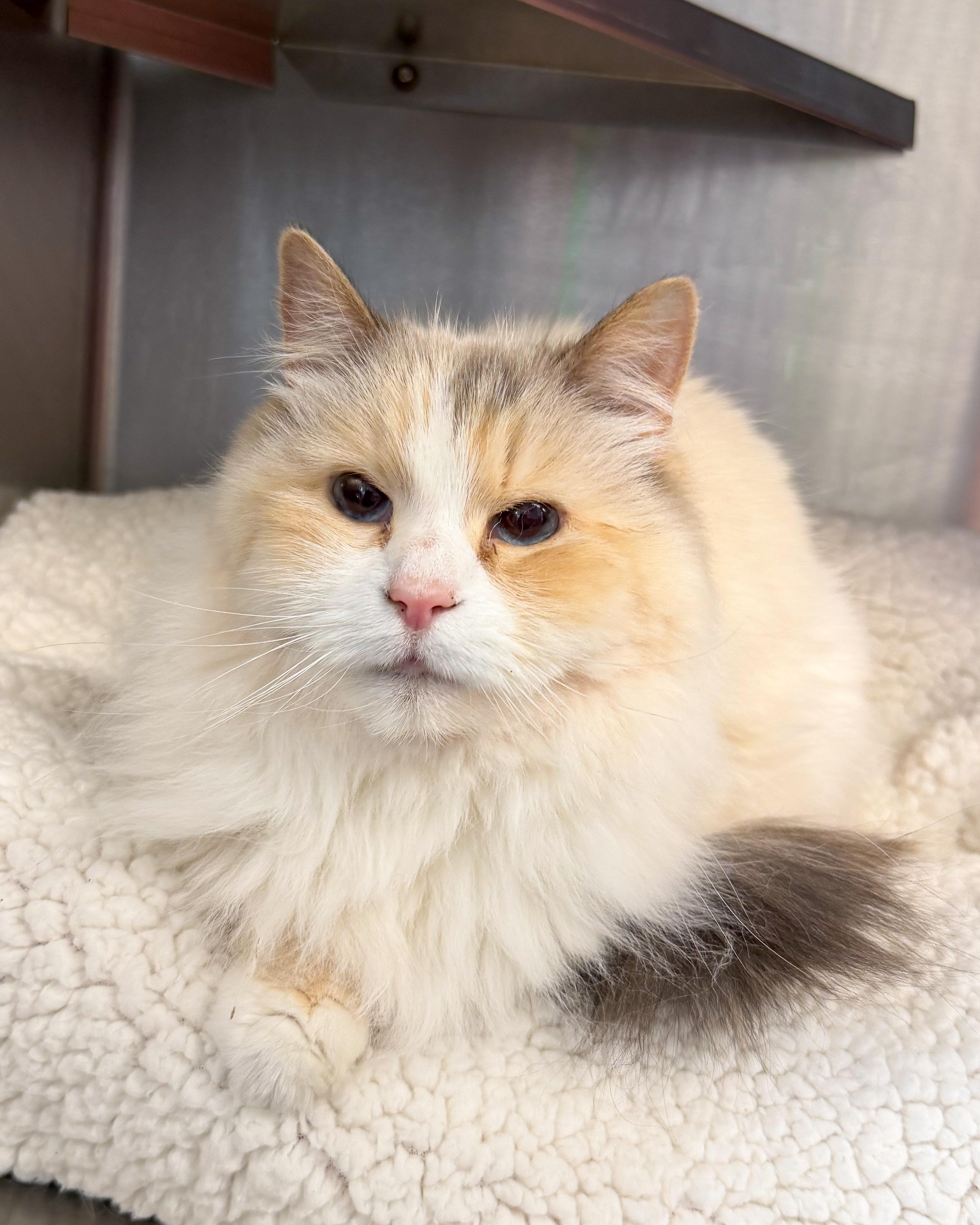 Skye, Adoptable, Senior Female Norwegian Forest Cat & Siberian.