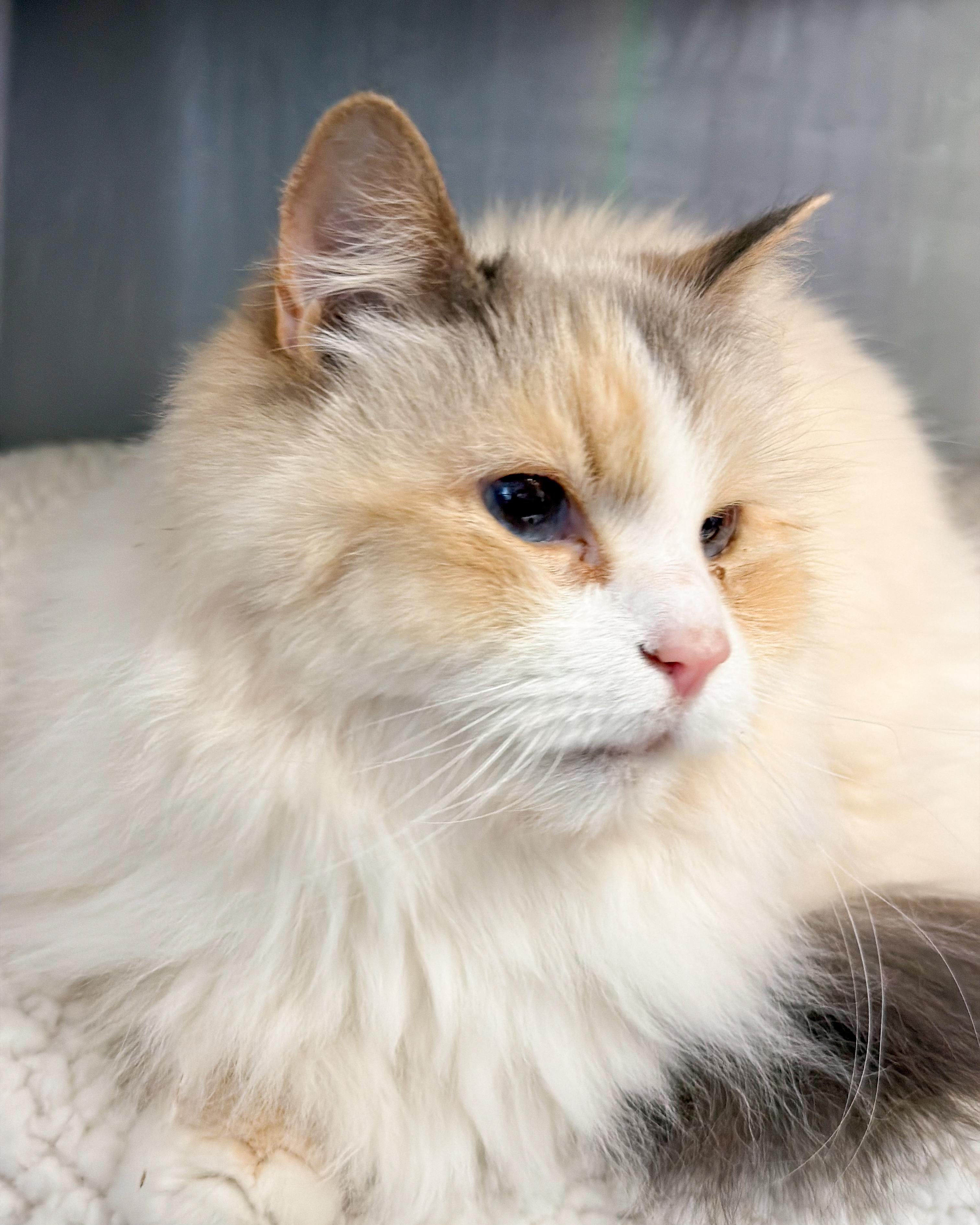 Enlarge Skye, a Adoptable mixed breed in Scituate, MA image 3/3