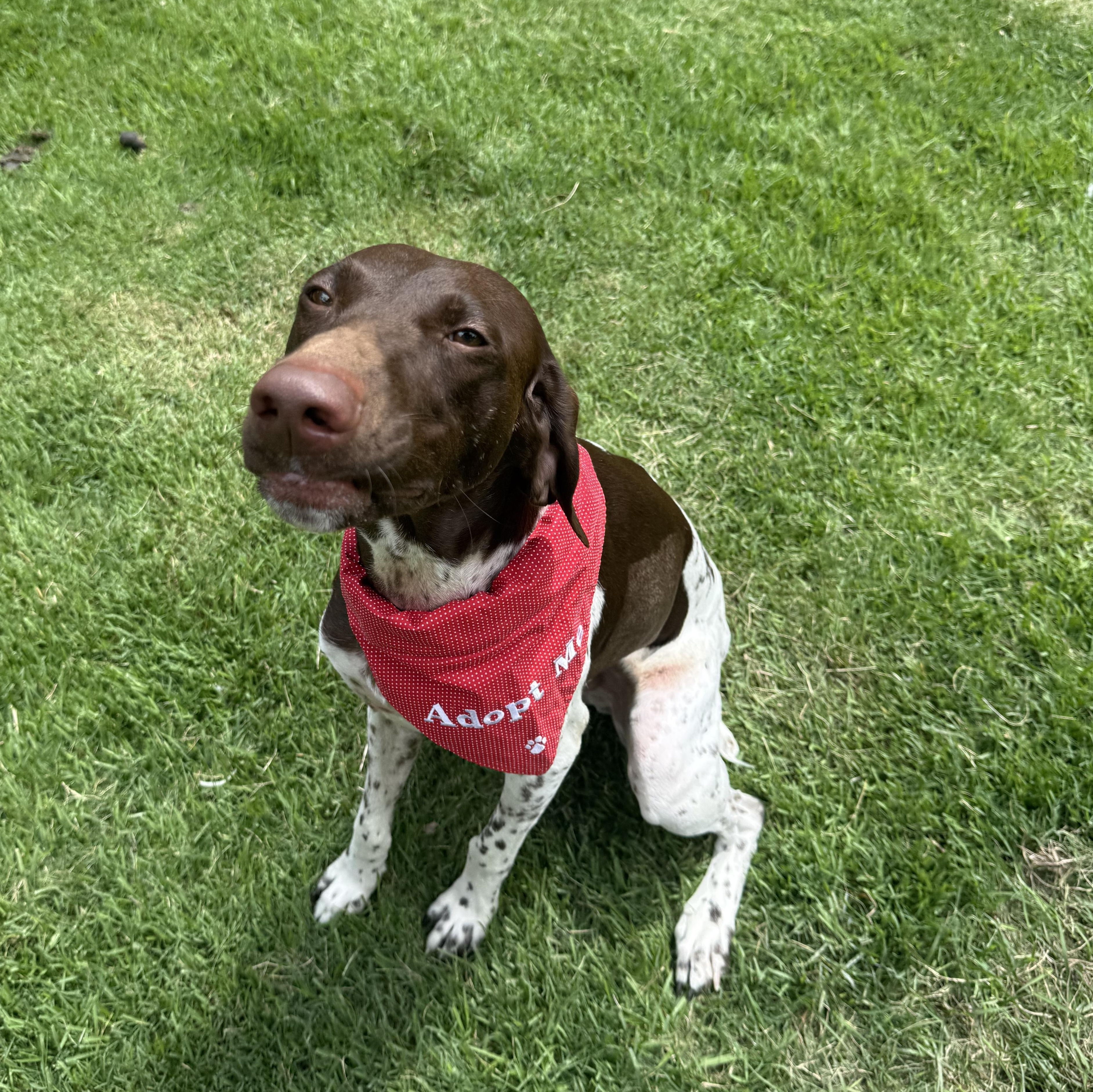 Enlarge Dash, a Adoptable German Shorthaired Pointer in Austin, TX image 3/5