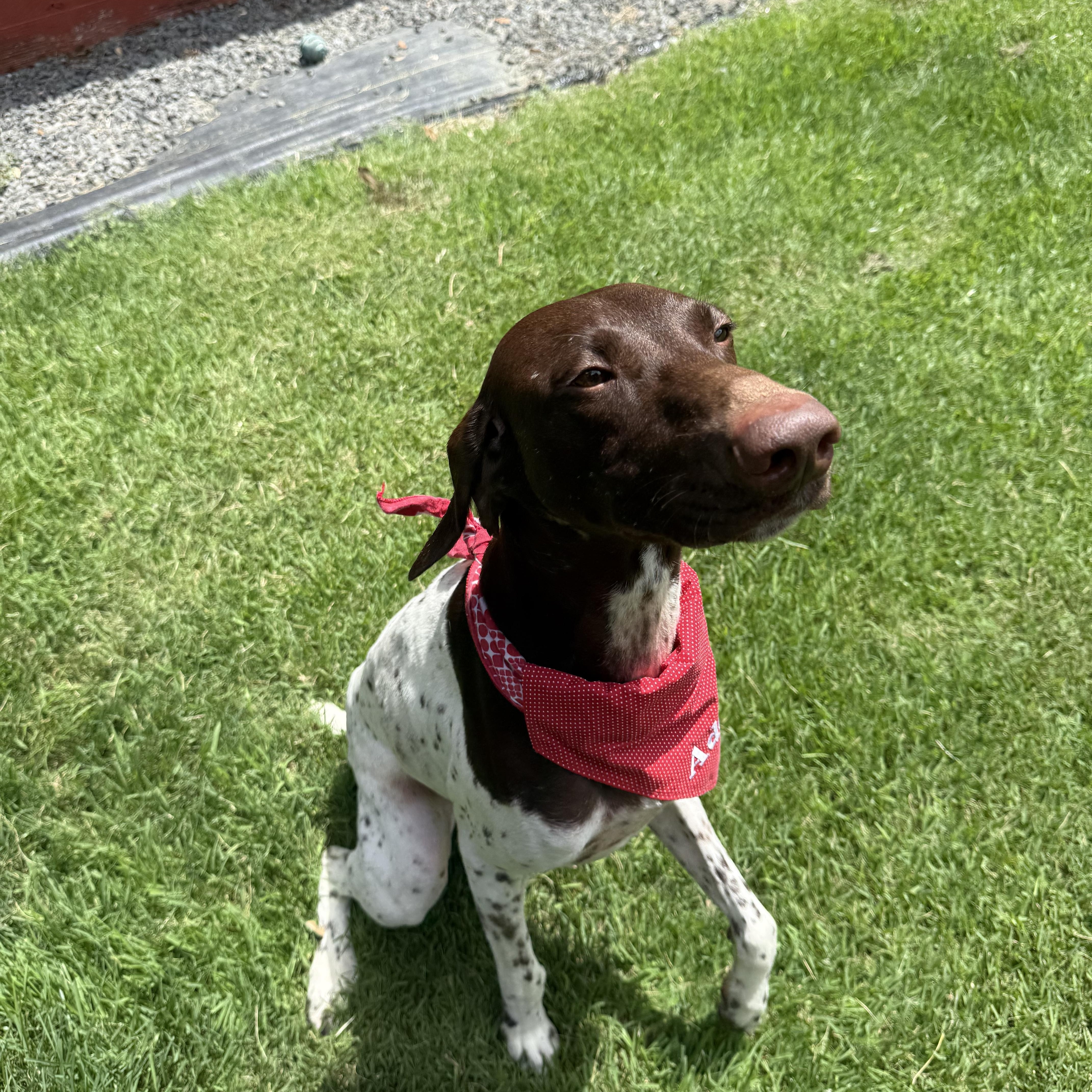 Enlarge Dash, a Adoptable German Shorthaired Pointer in Austin, TX image 4/5