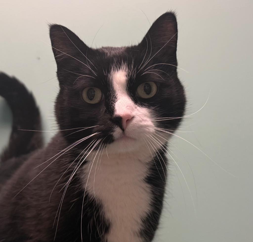 Meeko, ADOPTABLE, Adult Male Domestic Short Hair.