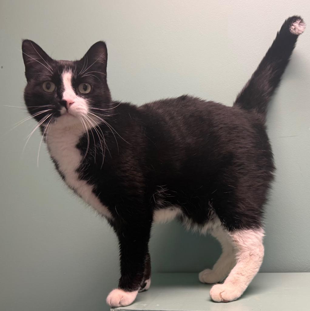 Enlarge Meeko, a ADOPTABLE Domestic Short Hair in Amery, WI image 3/3