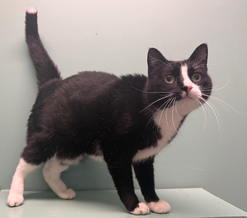 Enlarge Meeko, a ADOPTABLE Domestic Short Hair in Amery, WI image 2/3