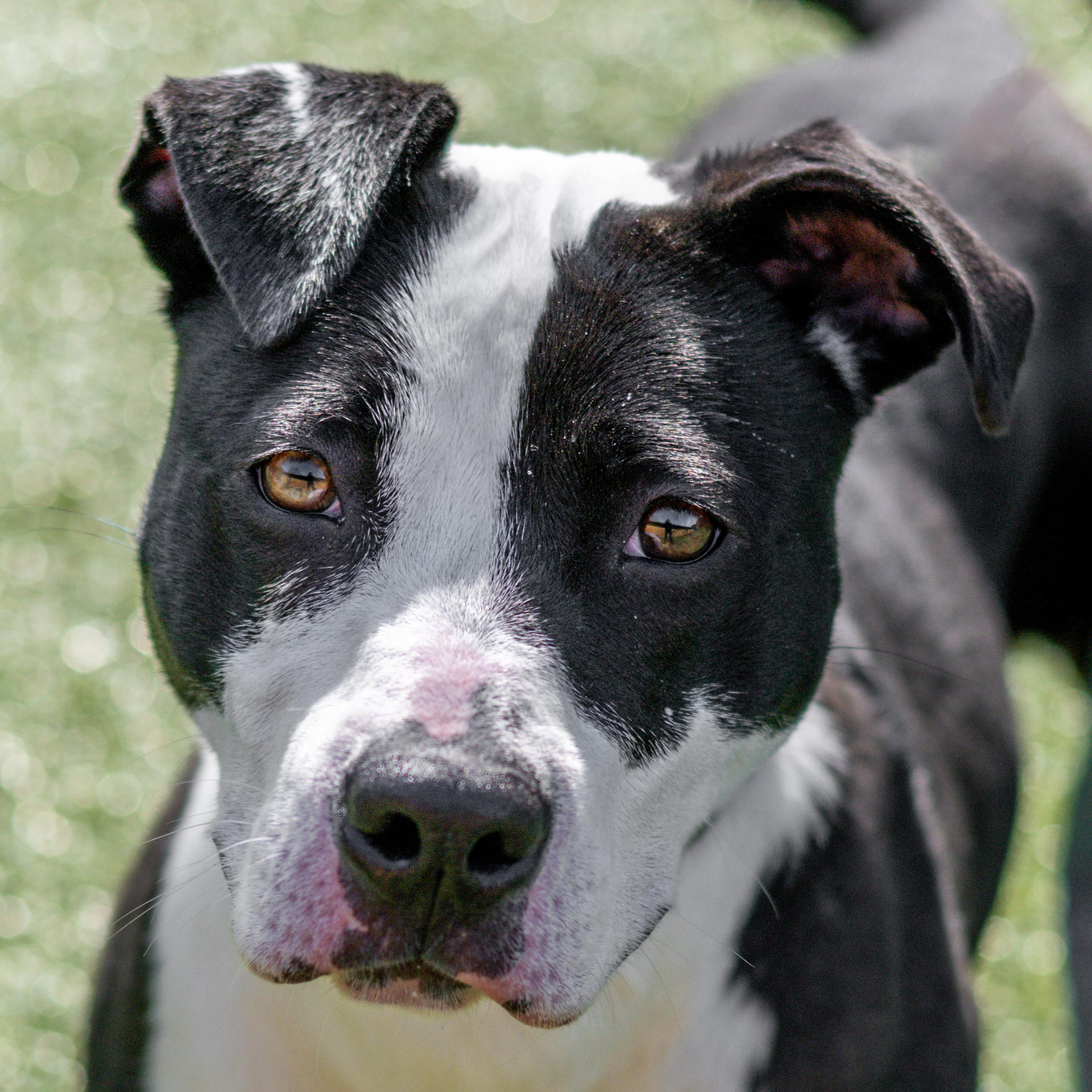 Enlarge Glitter, a Adoptable mixed breed in Hilton Head Island, SC image 1/2