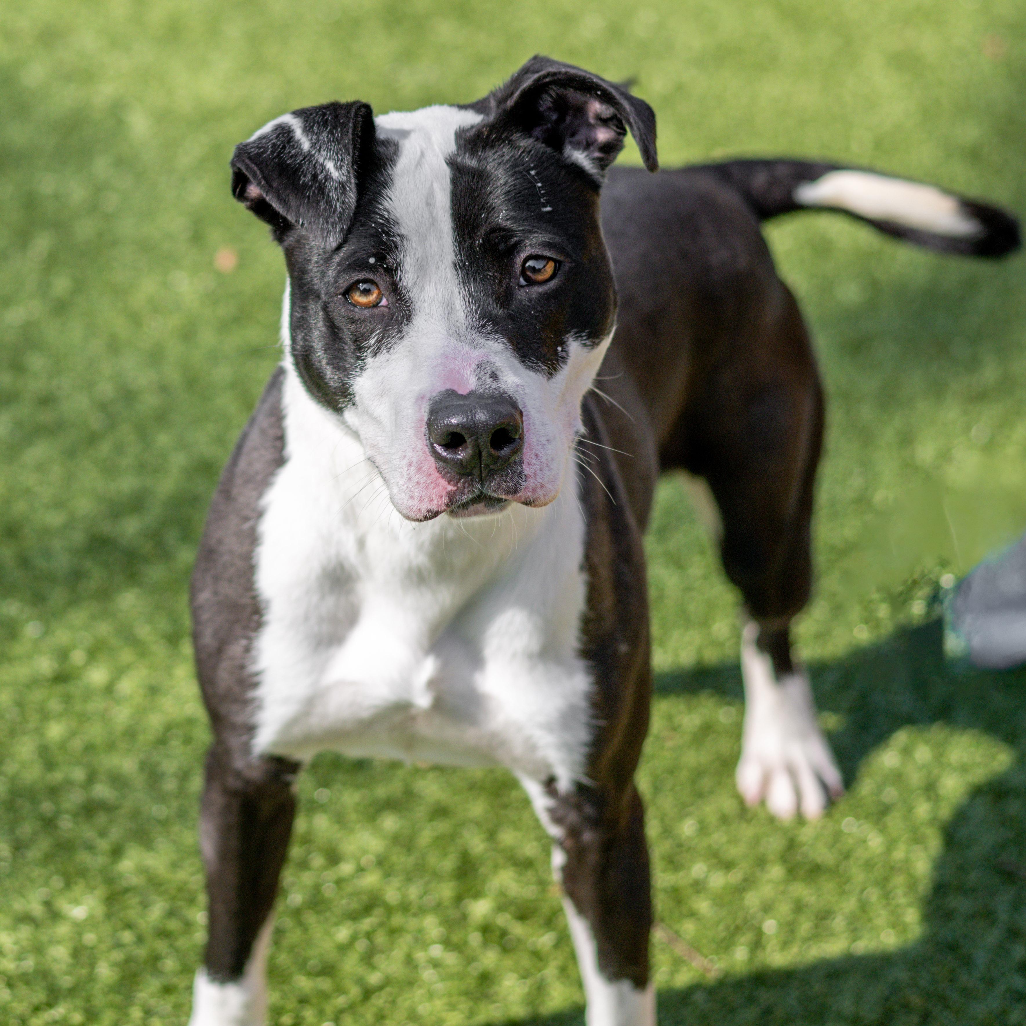 Enlarge Glitter, a Adoptable mixed breed in Hilton Head Island, SC image 2/2