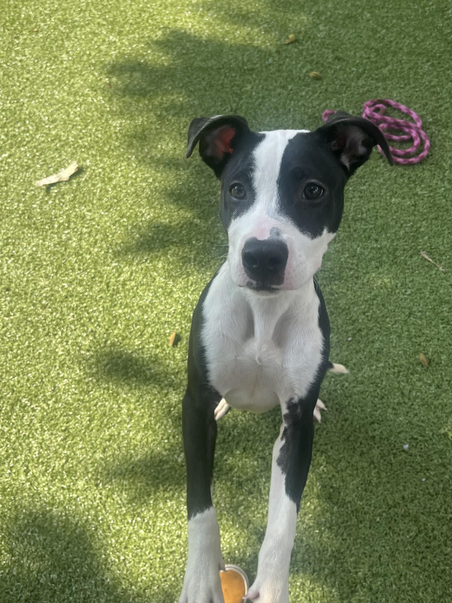 Glitter, Adoptable, Young Female Terrier.