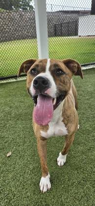 Enlarge Dani, a Adoptable mixed breed in Daphne, AL image 1/3