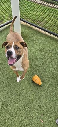 Enlarge Dani, a Adoptable mixed breed in Daphne, AL image 2/3