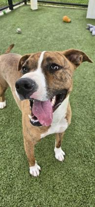 Enlarge Dani, a Adoptable mixed breed in Daphne, AL image 3/3