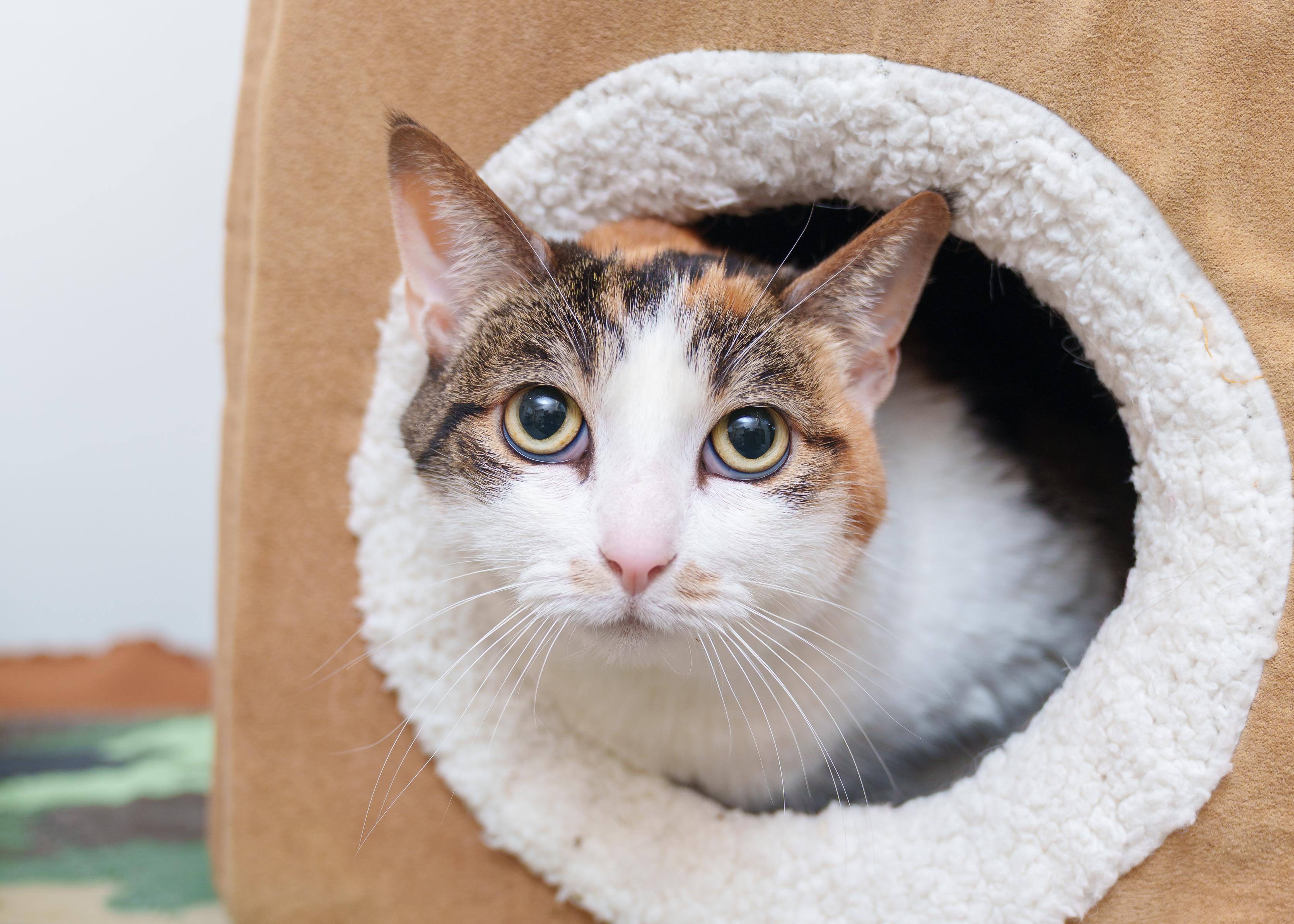 Cali, a ADOPTABLE Domestic Short Hair in Boise, ID image 1/2