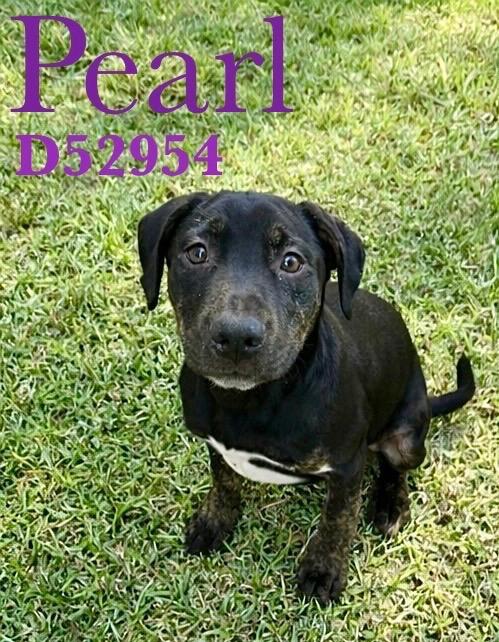 Enlarge Pearl, a Adoptable Mixed Breed in Clarksville, TN image 1/1