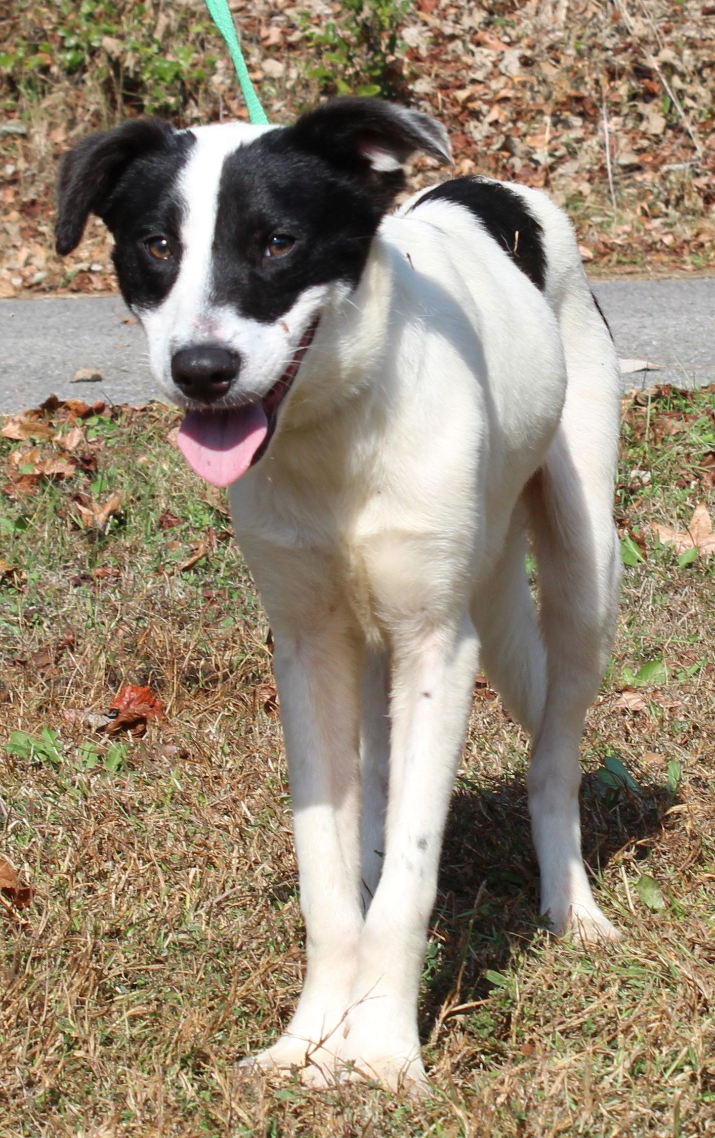 Enlarge Joker 42659, a Adoptable mixed breed in Prattville, AL image 1/3