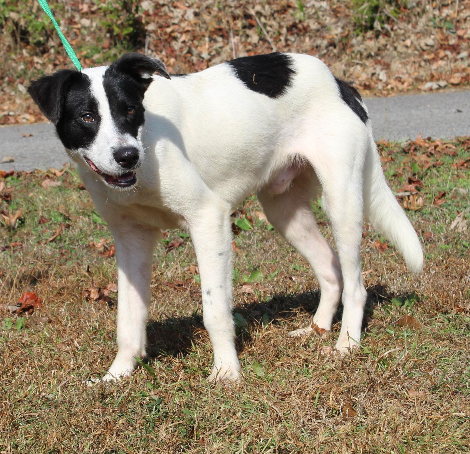 Enlarge Joker 42659, a Adoptable mixed breed in Prattville, AL image 2/3