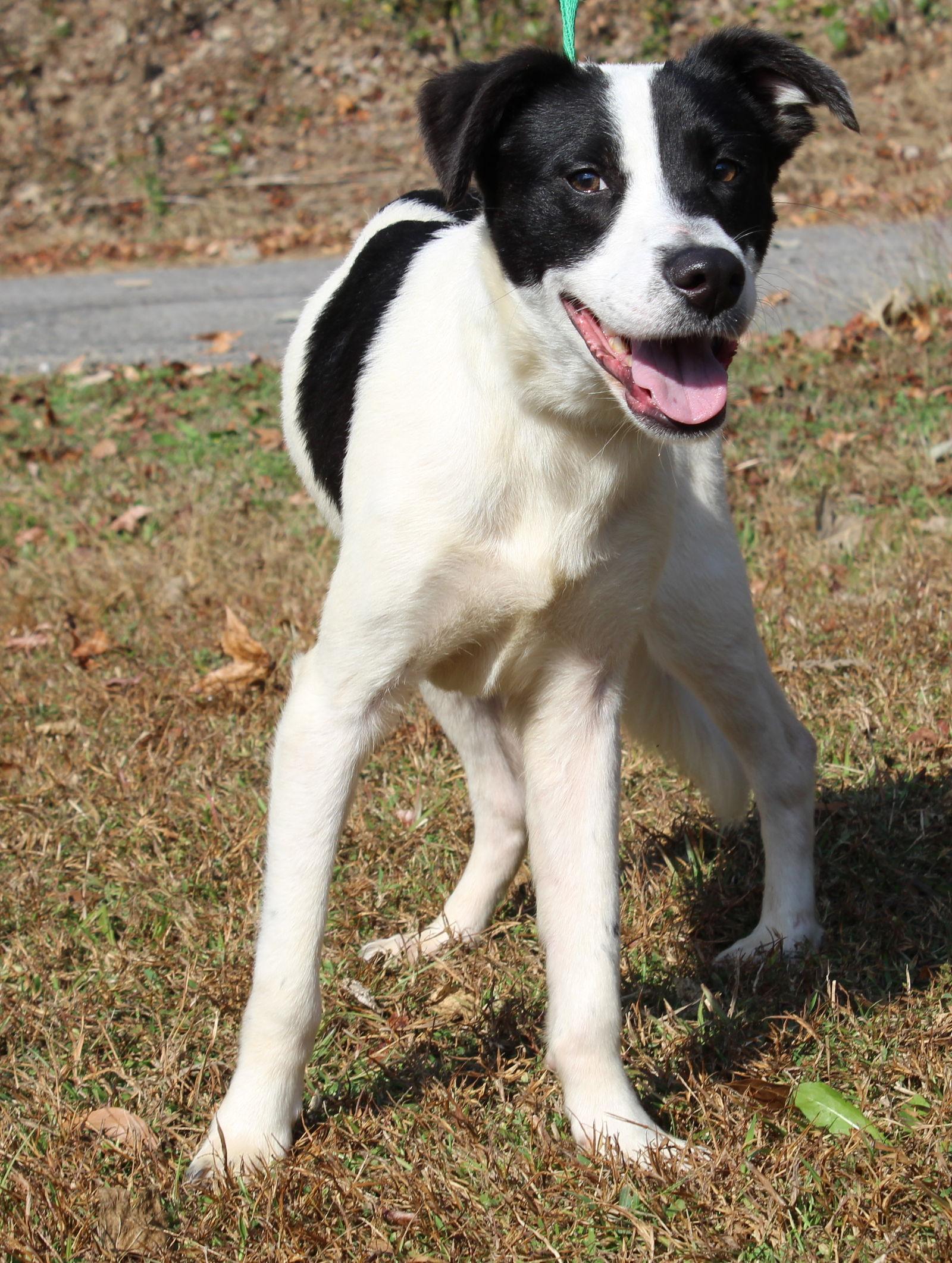 Enlarge Joker 42659, a Adoptable mixed breed in Prattville, AL image 3/3
