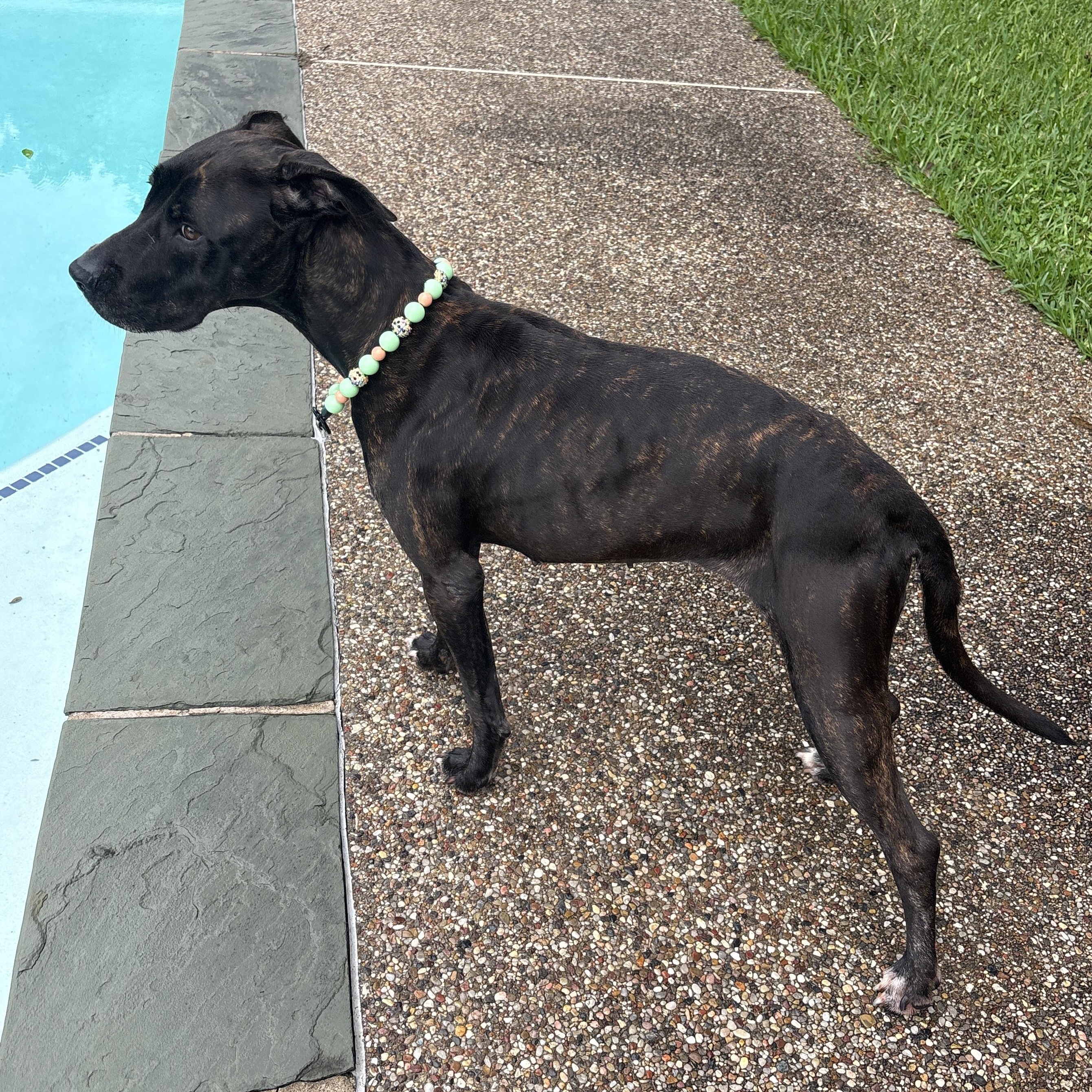 Enlarge Prima, a Adoptable mixed breed in Orem, UT image 2/5