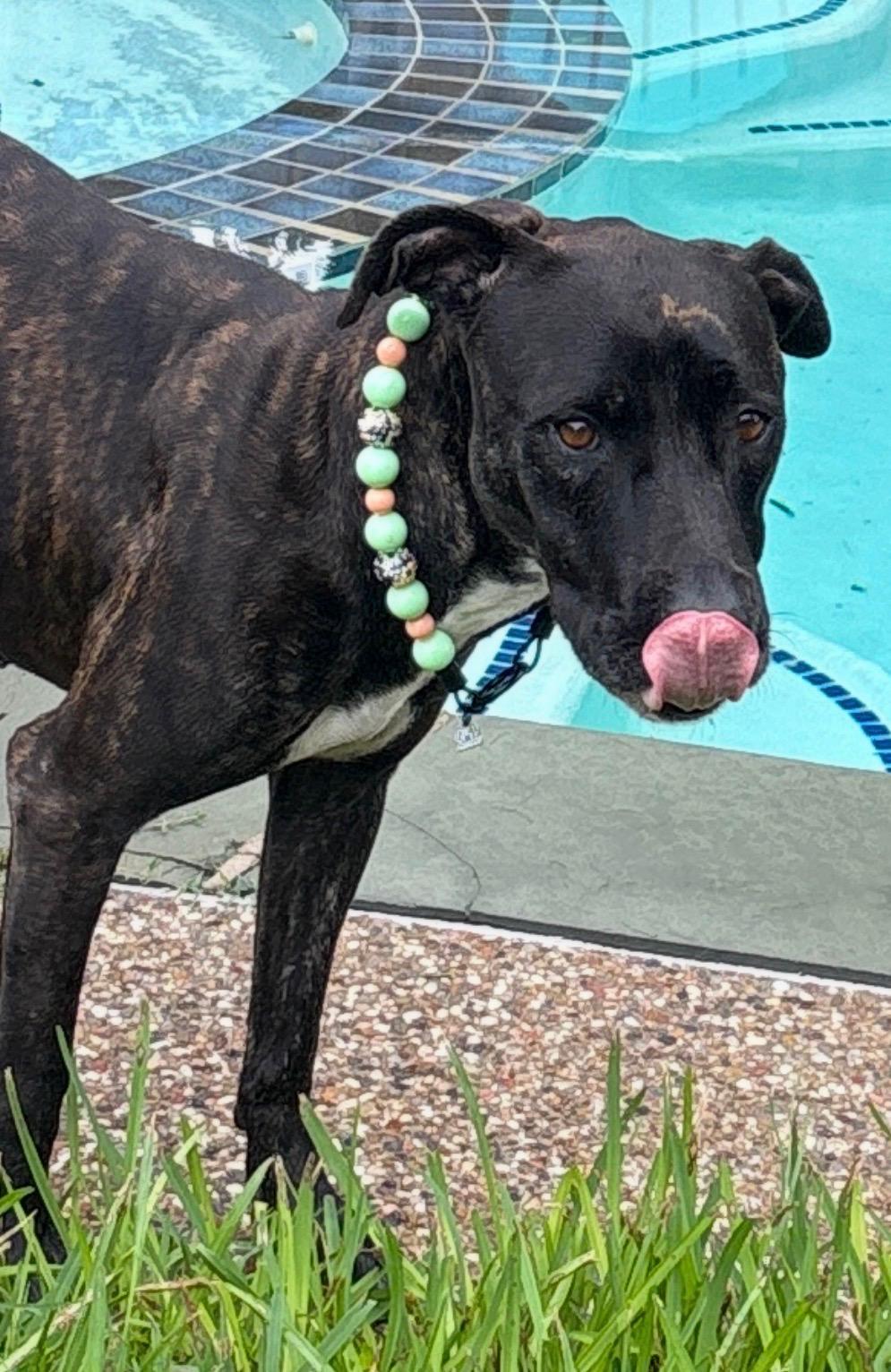 Enlarge Prima, a Adoptable mixed breed in Orem, UT image 4/5