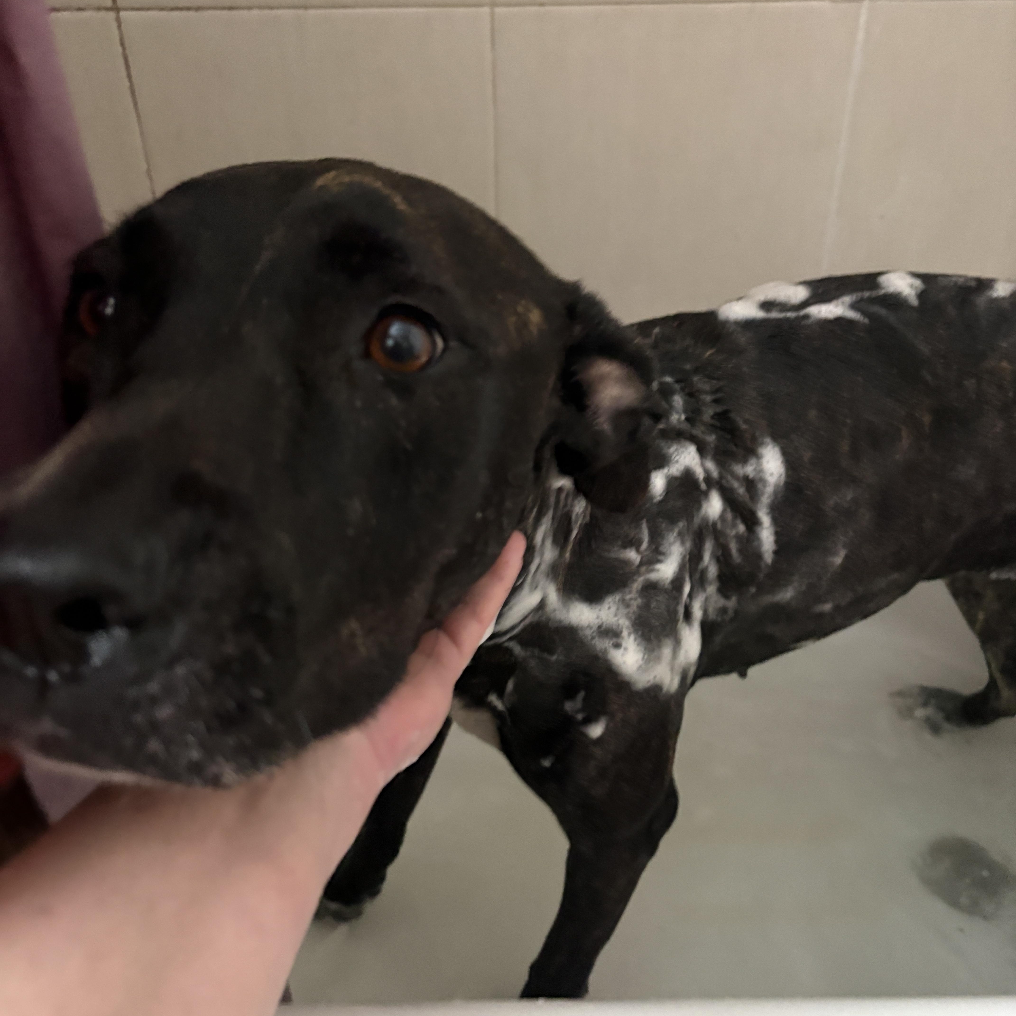 Enlarge Prima, a Adoptable mixed breed in Orem, UT image 3/5