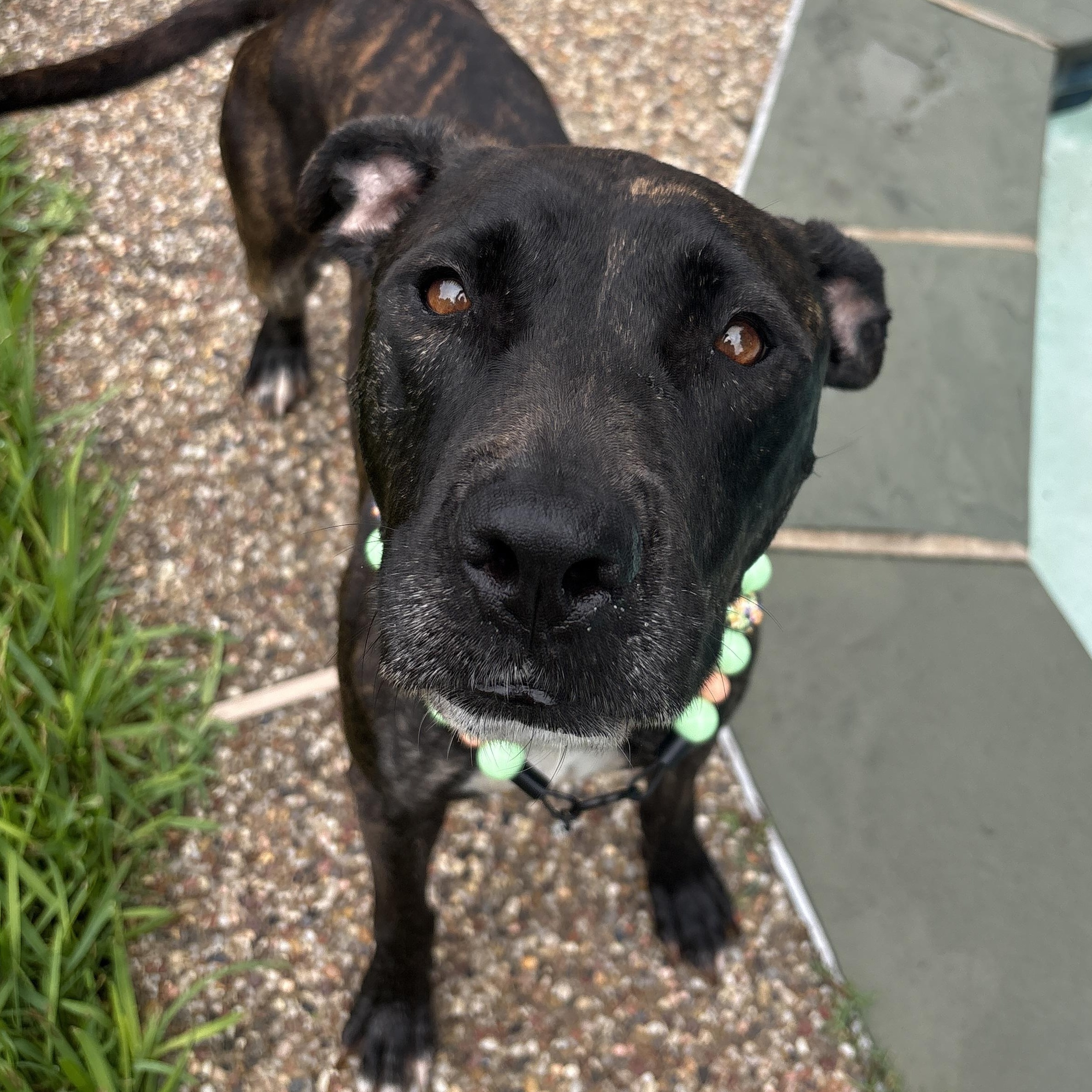 Enlarge Prima, a Adoptable mixed breed in Orem, UT image 1/5