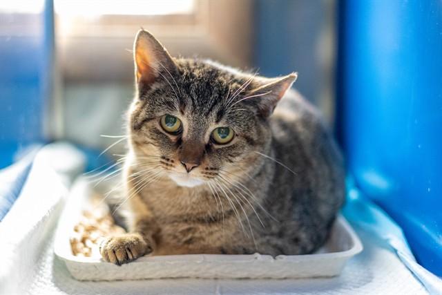 Enlarge NORA, a Adoptable Domestic Short Hair in Westminster, MD image 1/1