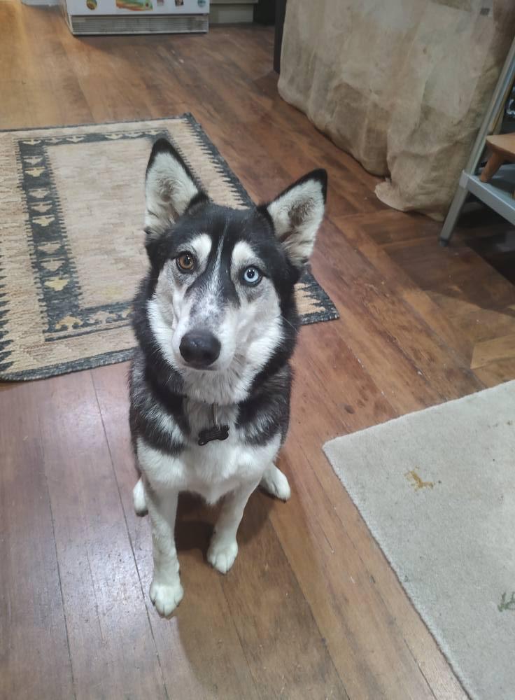 Ana, Adoptable, Young Female Siberian Husky & Alaskan Malamute.
