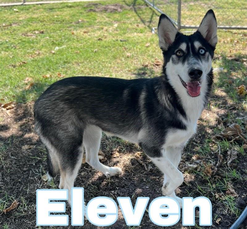 Eleven/Ana, Adoptable, Young Female Siberian Husky & Alaskan Malamute.