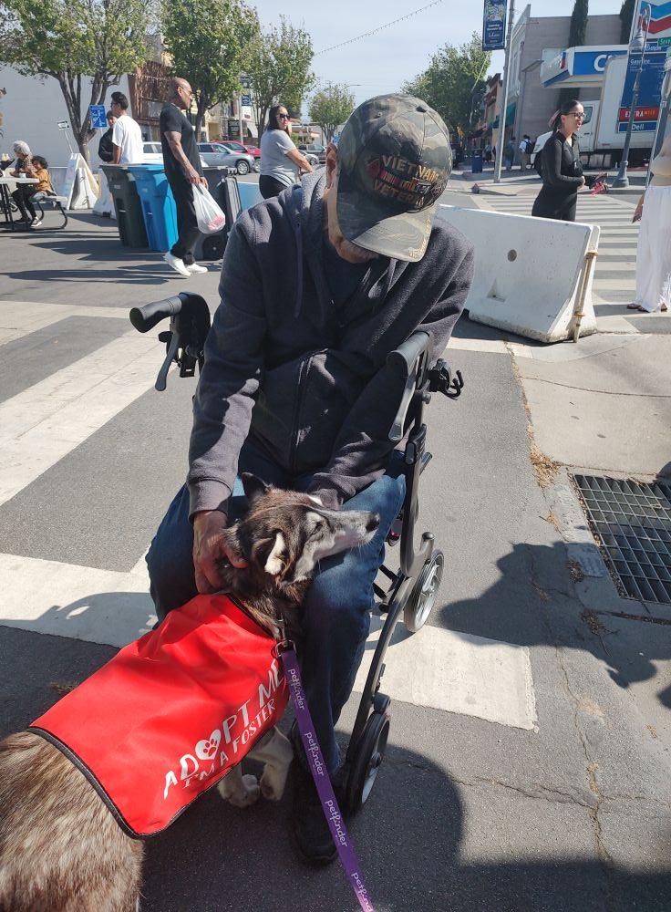 Enlarge Eleven/Ana, a Adoptable mixed breed in Hollister, CA image 2/3